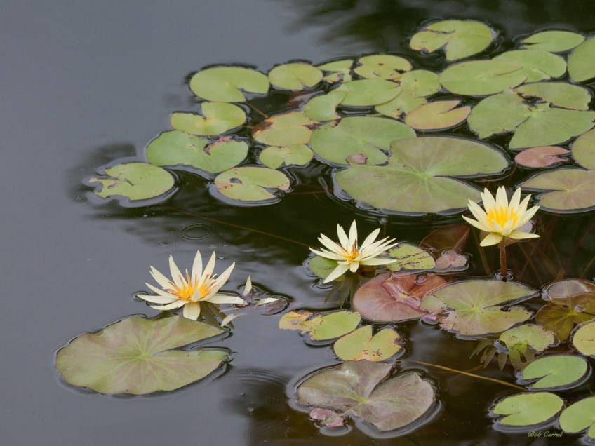 photo of Yellow Water Lilies