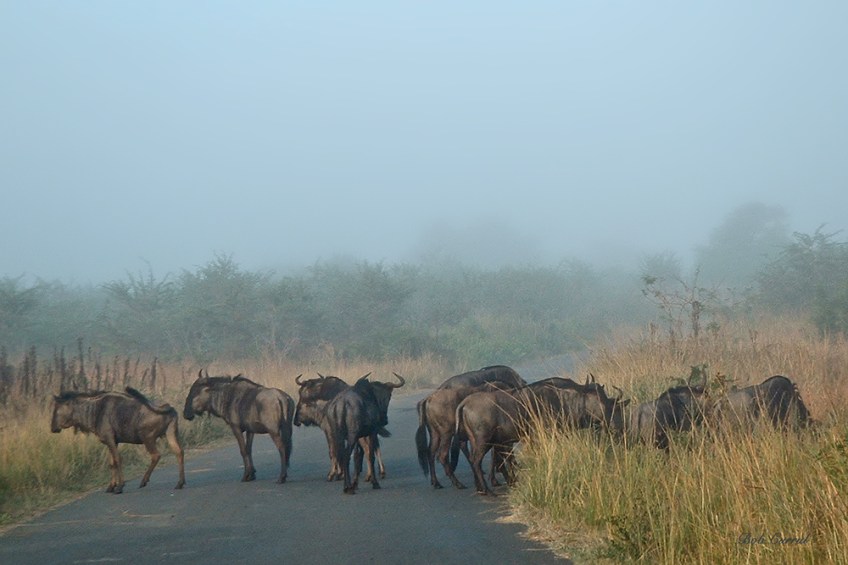 photo of Wildebeest in morning Mist taken in Hluhluwe Umfolozi Game Reserve, South Africa
