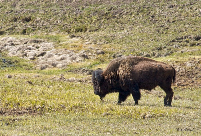 photo of Bison taken in Yellowstone national Park