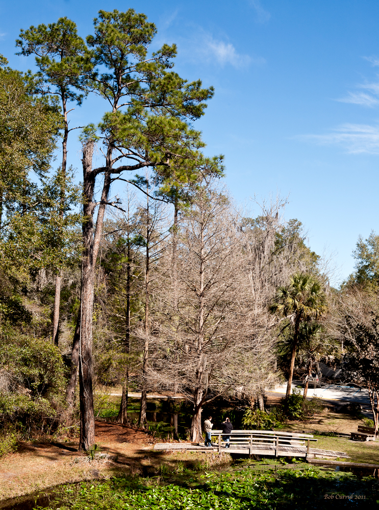 photo of walking bridge at Ravine Gardens State Park, Palatka, FL