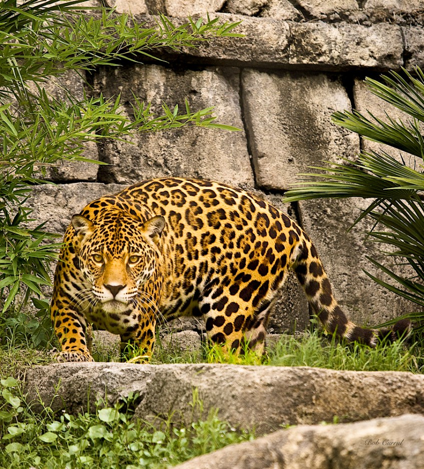 photo of Jaguar