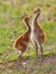 Photo of Aggressive Sandhill Crane Chicks