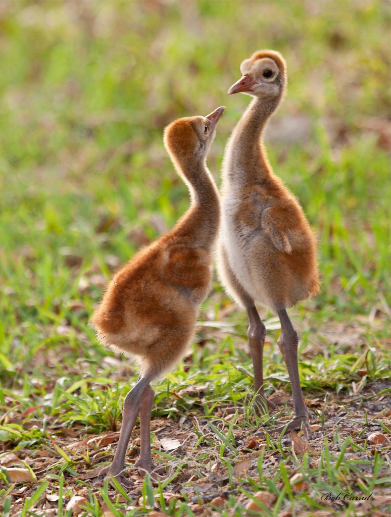 Photo of Aggressive Sandhill Crane Chicks