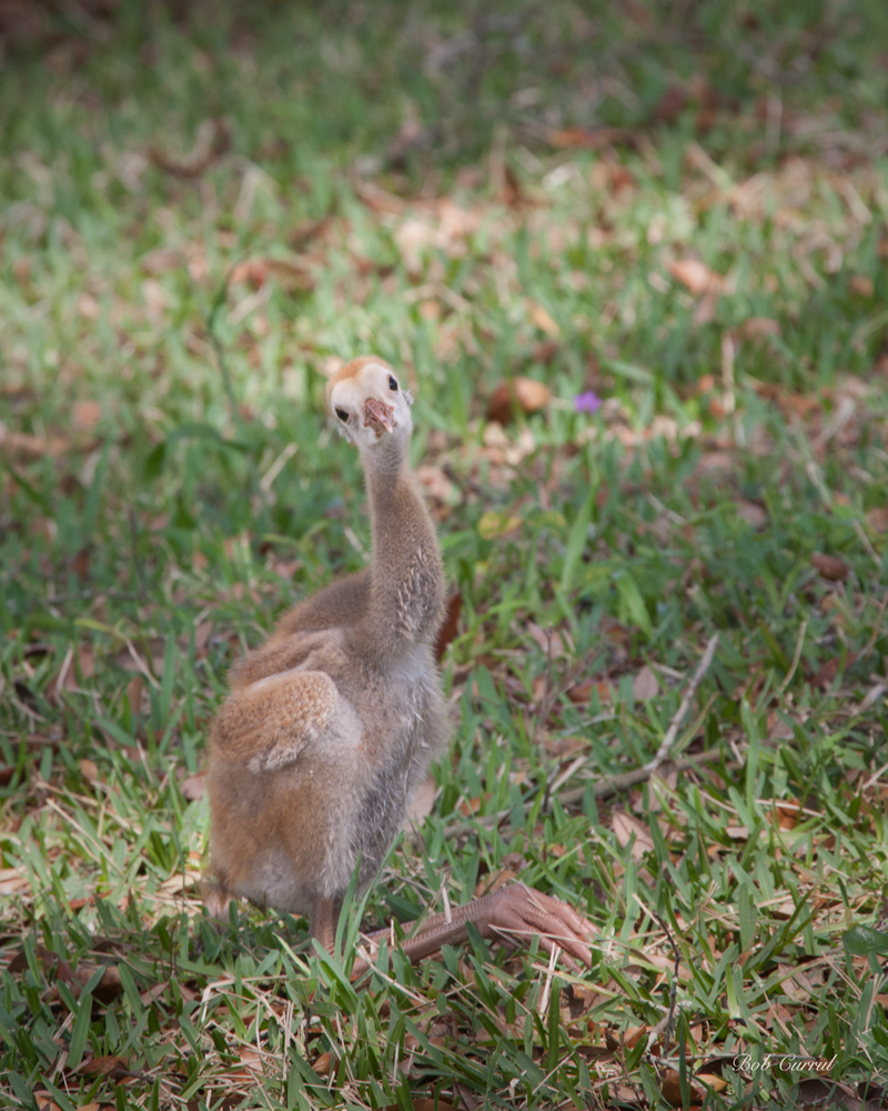 photo od Sandhill Chick sitting in grass