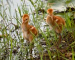 photo of Two Sandhill Chicks walking at edge of lake