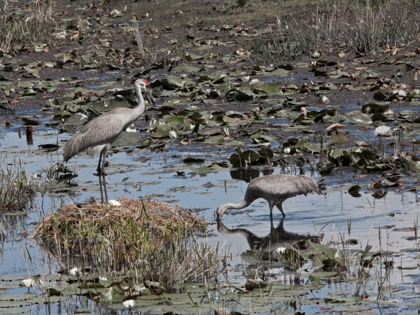 photo of Sandhill cranes with Nest and Egg