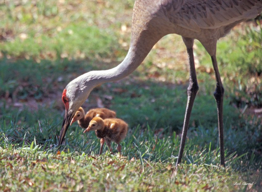 photo of Sandhill Crane and Chicks