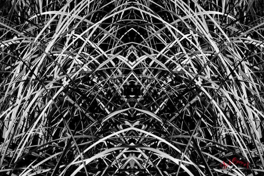 photo of Pampas grass in abstract form