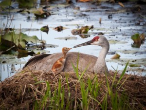 Sandhill Cranes