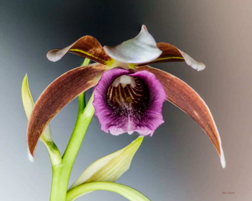 Photo of orchid : close up focus stack