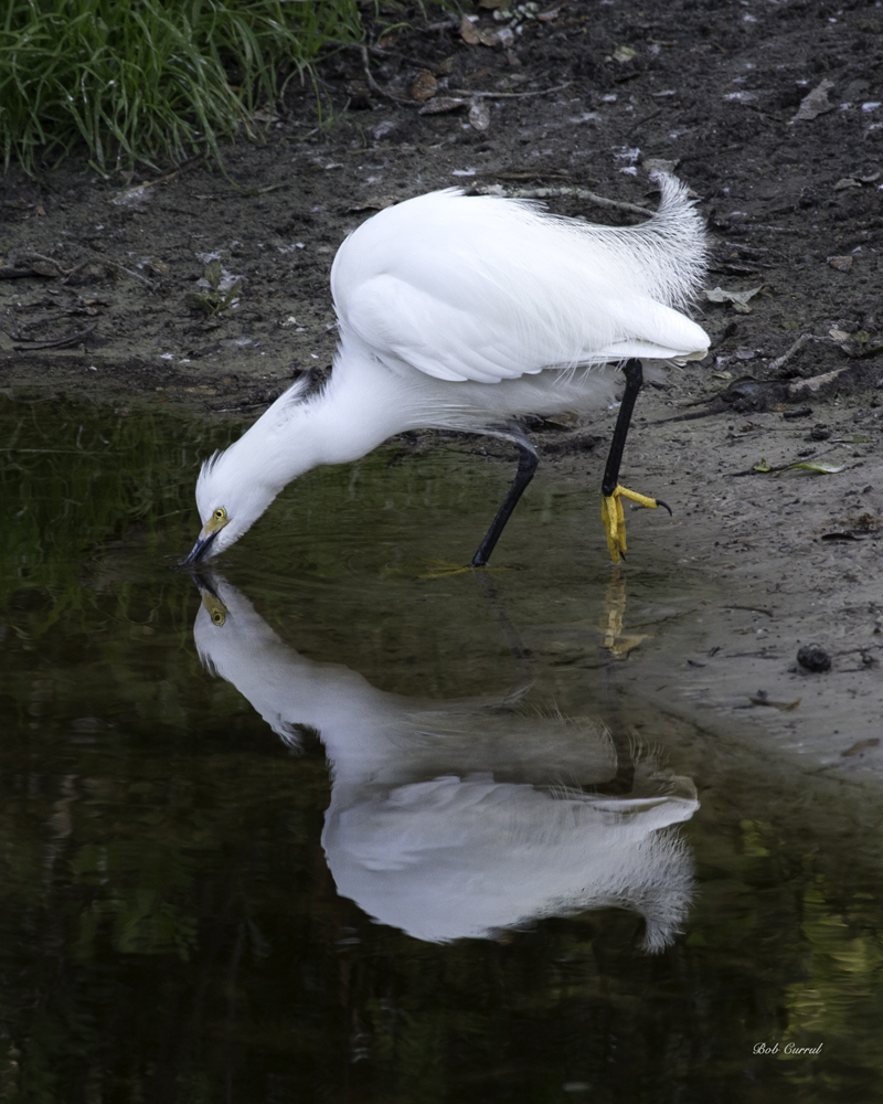 Photo of Snowy Egret with reflection in water taken at the St. Augustine Alligator Farm, St Augustine, FL