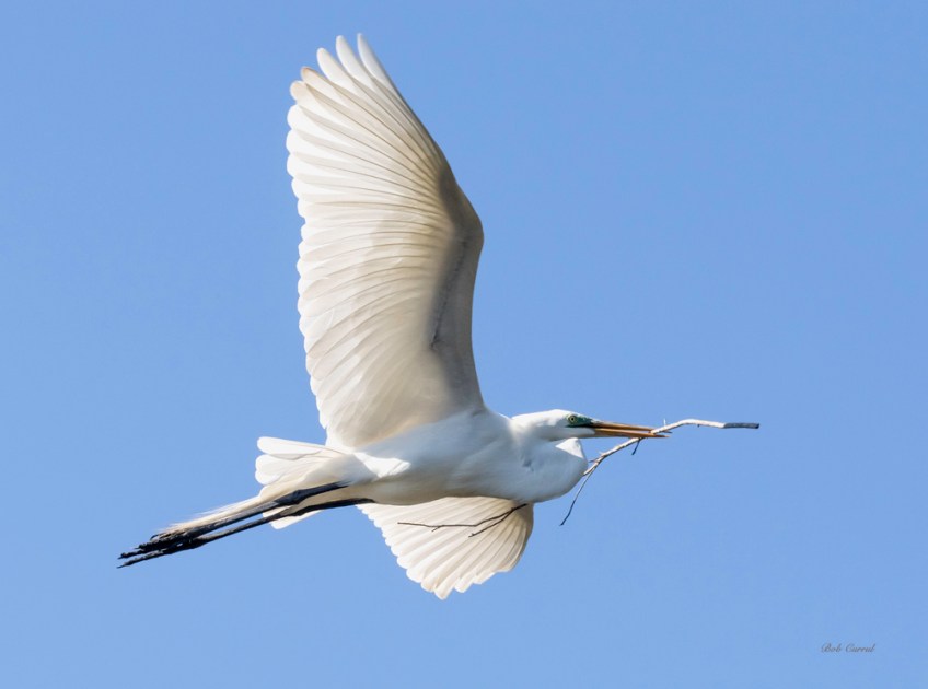 photo of Great Egret flying with branch taken at the St Augustine Alligator Farm, St Augustine, FL.
