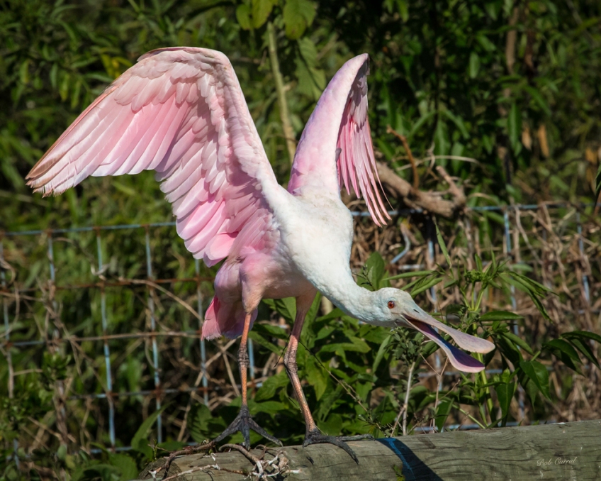 photo of Roseate Spoonbill on fence at the Alligator Farm, St Augustine, FL