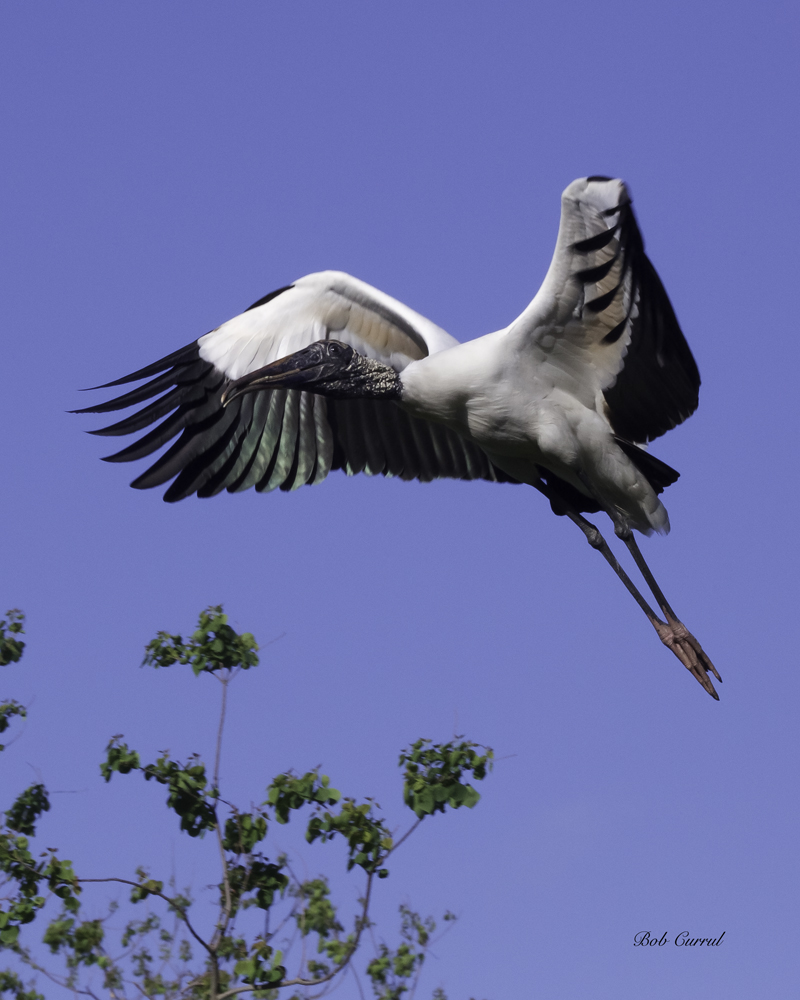 photo of Wood Stork in flight taken at the Alligator Farm, St. Augustine, FL.