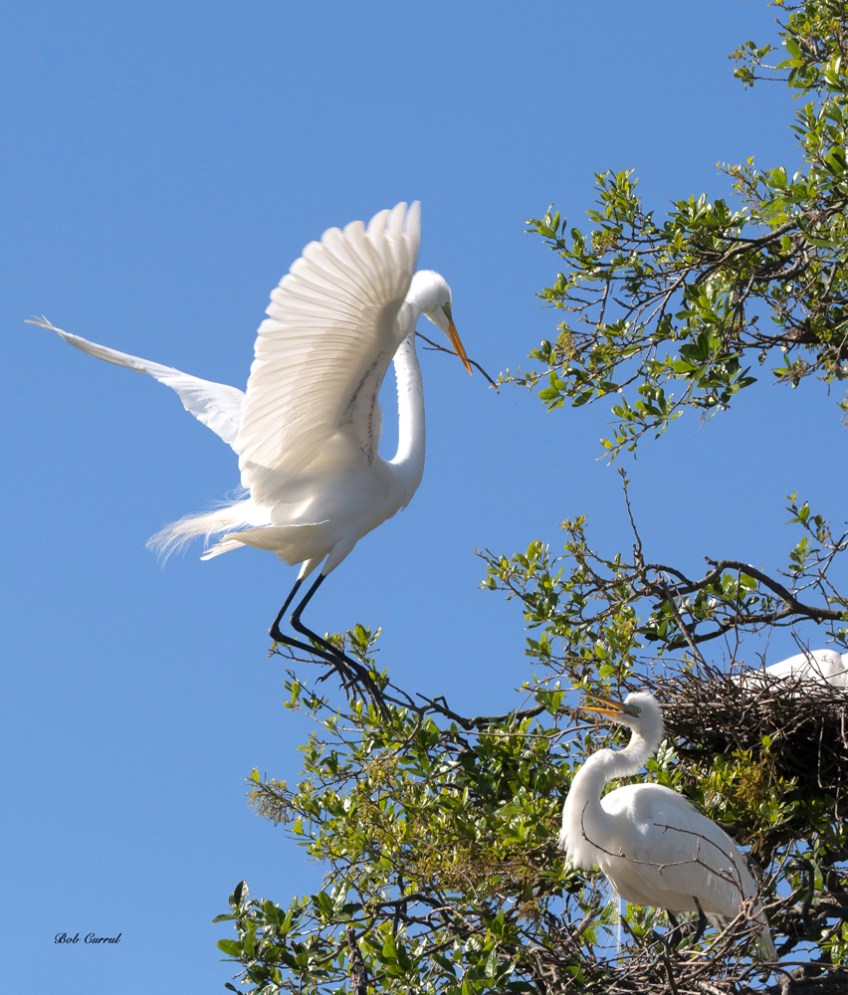 photo of Great Egret returning to mate and nest with nesting material taken at the Alligator Farm, St Augustine, FL.