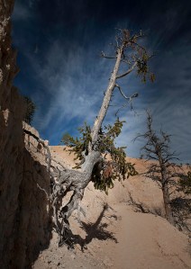 photo of Tree hanging on side of steep slope in Bryce Canyon National Park