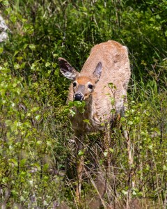photo of Doe browsing in Acadia National Park ME
