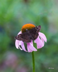 photo of Butterfly on Cone Flower, Lake Como, FL
