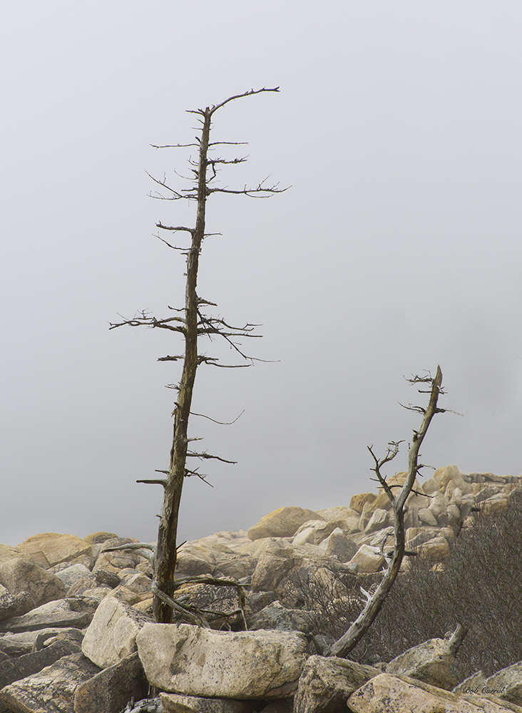 photo of Trees in Fog on rocky shore, Acadia National Park, Maine