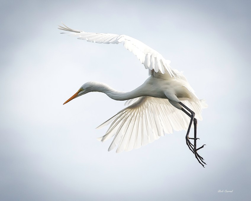 photo of Egret in Flight, St Augustine Alligator Farm, St Augustine, FL