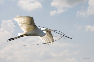265 Great Egret with Branch copy