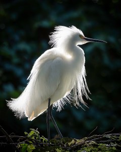 photo of Snowy Egret taken at the Alligator Farm, St Augustine, Florida