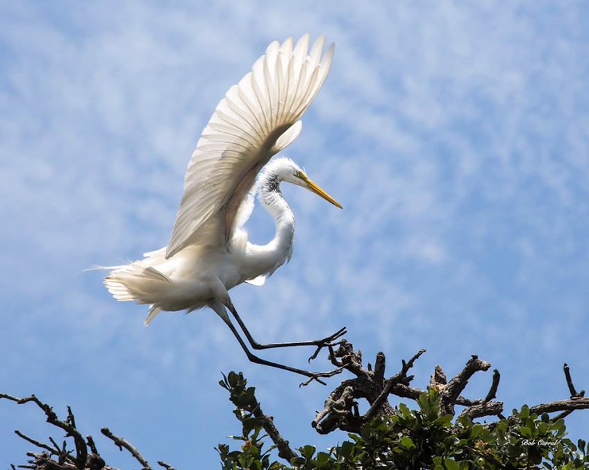 photo of Great Egret Landing, St Augustine Alligator Farm, St Augustine, FL