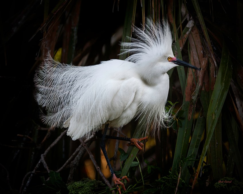 photo of Snowy Egret in Reeds at Alligator Farm, St Augustine, FL