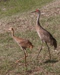 photo of Sandhill Crane with Juvenile, Little Lake Como, FL