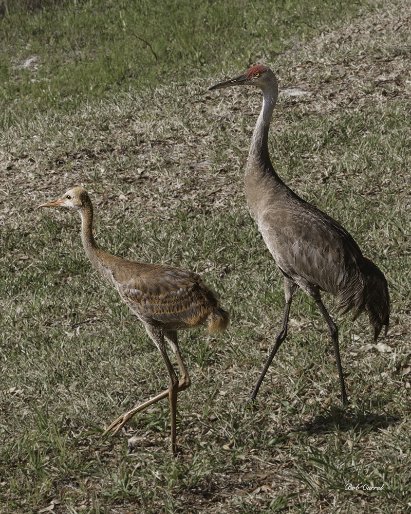 photo of Sandhill Crane with Juvenile, Little Lake Como, FL