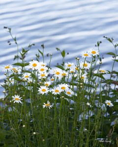 photo of daisies by Seneca Lake, NY