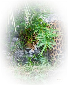 photo of jaguar peering through vegetation