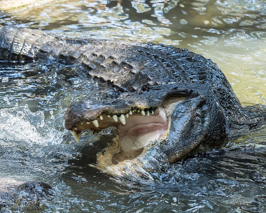 photo of Gator Charge