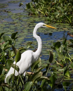 photo of Great Egret at Porkys' Marina
