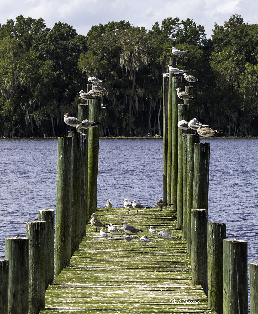 photo of Gulls on Pilings, Georgetown, FL