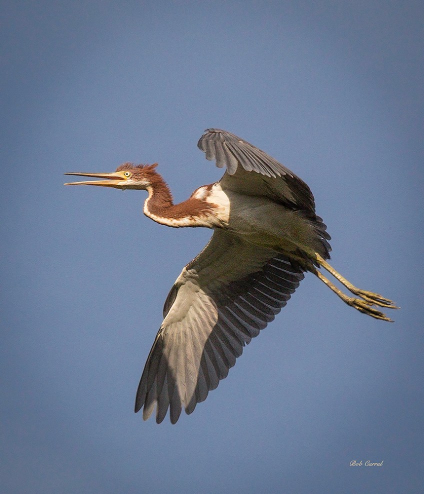 photo of Tricolor Heron in Flight