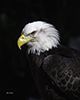 photo of Bald Eagle