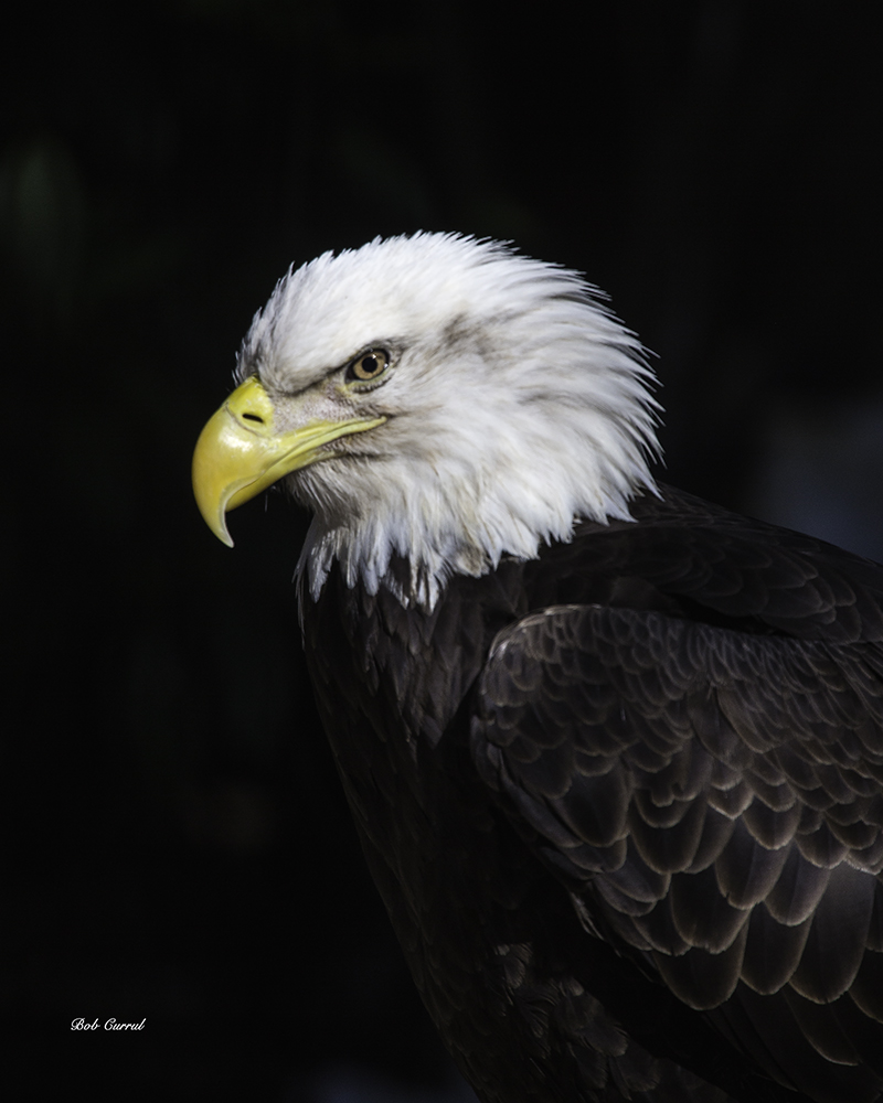 photo of Bald Eagle