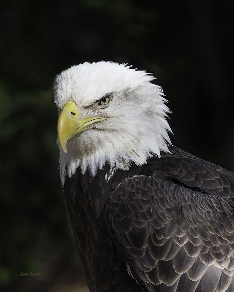 photo of Bald Eagle