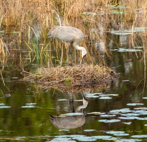 photo of Sandhill Crane Nest Building