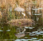 photo of Sandhill Crane Nest Building