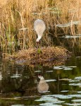 photo of Sandhill Crane Nest Building