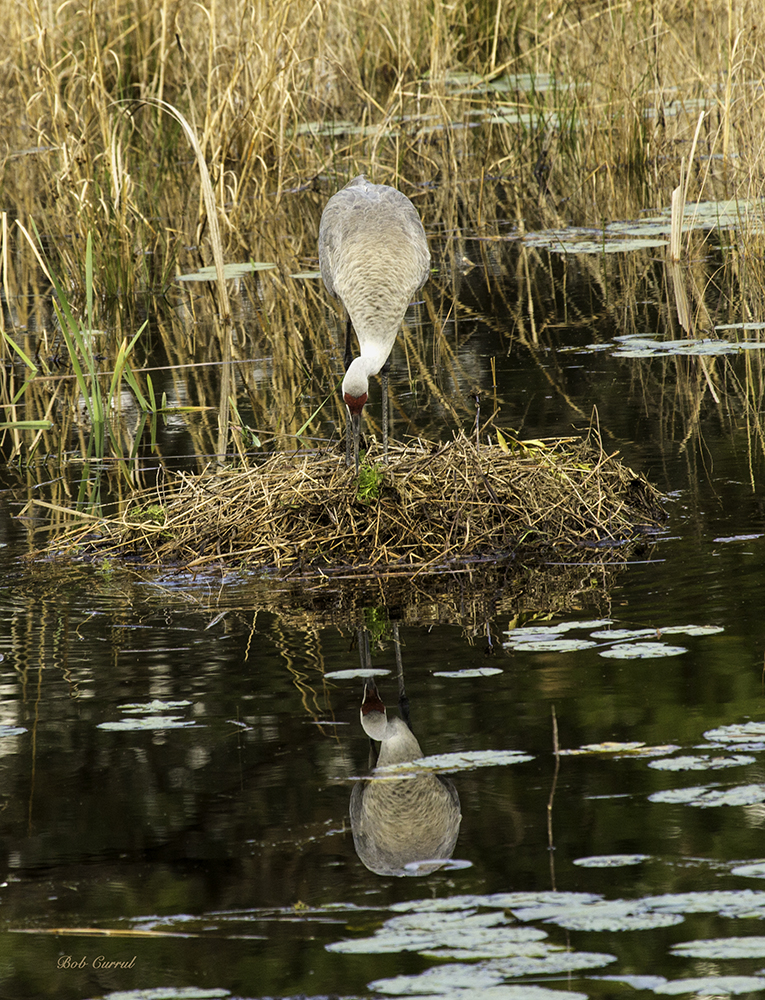 photo of Sandhill Crane Nest Building