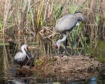 Photo of Sandhill Cranes with newly laid egg