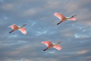 Photo of Three Roseate Spoonbills in Flight