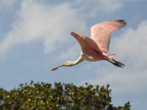 photo of Roseate Spoonbill in Flight above the Trees