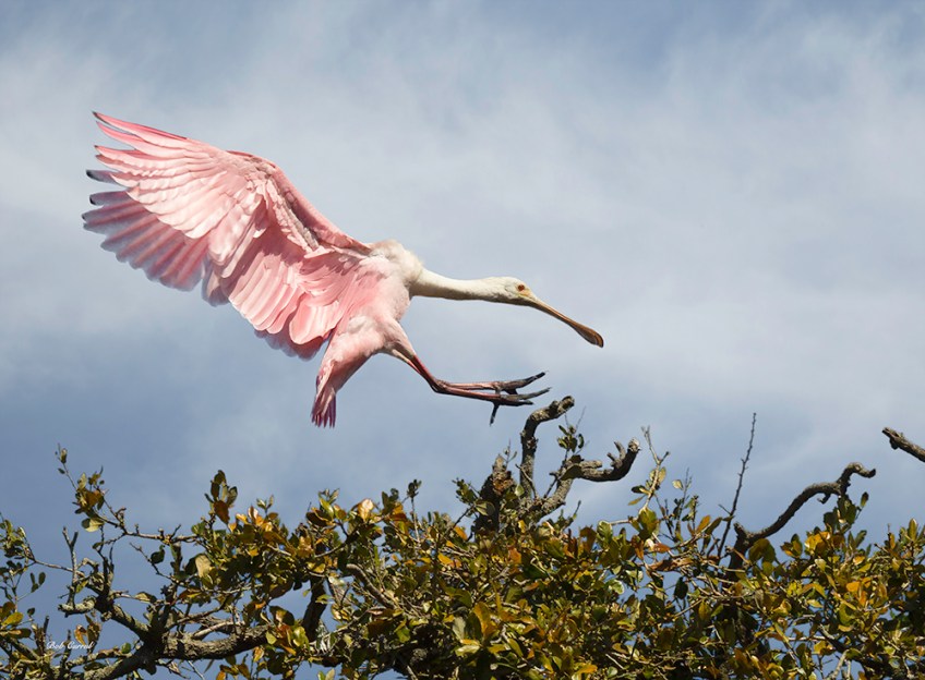 photo of Roseate Spoonbill Landing