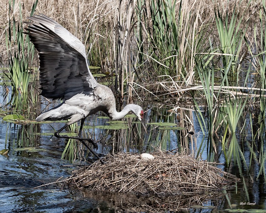 photo of Sandhill Returning to Nest