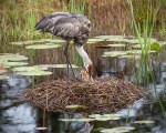 photo of one day old Sandhill Crane in Nest with parent
