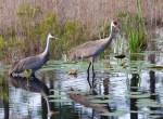 photo of Sandhill Cranes with 4 day old chick returning to nest in the evening